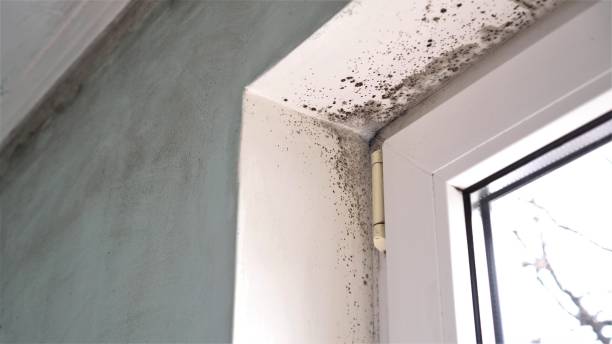 Best Black Mold Removal  in Sparks, TX