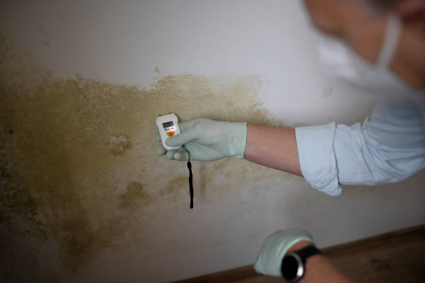 Best Home Mold Removal  in Sparks, TX