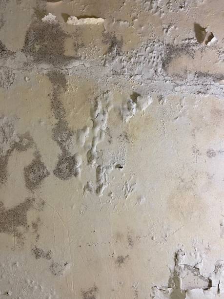 Best Mold Damage Repair  in Sparks, TX