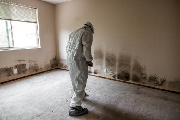 Trusted Sparks, TX Mold Removal Experts