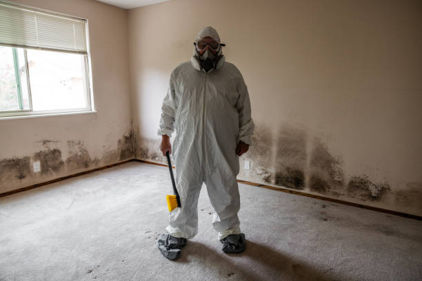 Mold Removal Process in Sparks, TX