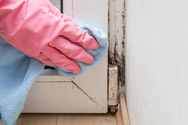 Best Professional Mold Removal  in Sparks, TX